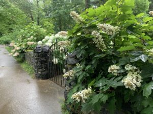 asheville shrubs, hydrangeas in asheville, asheville nursery