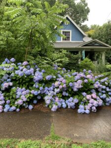 hydrangeas in asheville, asheville shrubs, wnc nursery