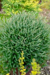 asheville evergreens, wnc arborvitae, asheville nursery
