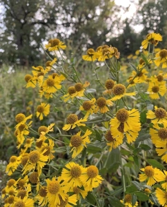 asheville perennials, asheville flowers, wnc perennial flowers, wnc native flowers