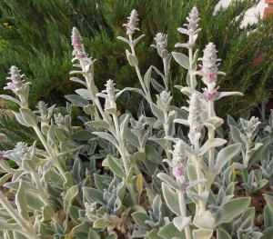 lambs ear, asheville perennials, asheville groundcover