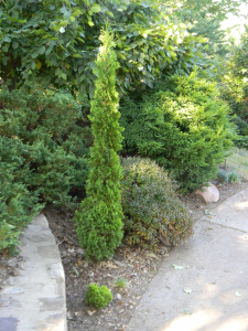 degroots spire arborvitae, asheville screening trees, asheville evergreens, wnc screening trees