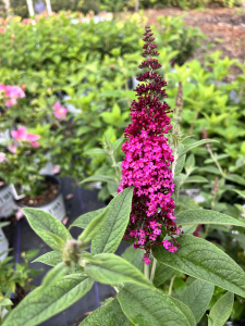 miss molly butterfly bush, asheville shrubs, asheville pollinator plants