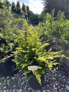 fernspray chamaecyparis, gold fernspray, asheville evergreens, asheville plant nursery
