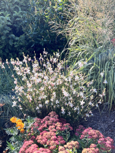 Perennials for butterflies in WNC, Asheville perennials, WNC perennials