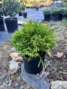 globosa nana cryptomeria, asheville evergreens, asheville shrubs, wnc evergreens