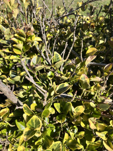 euonymus in asheville, shrubs in asheville, asheville shrubs, western north carolina