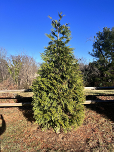 green giant arborvitae, asheville evergreens, wnc screening trees