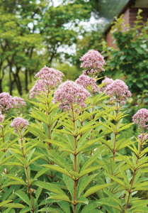 asheville native perennial, wnc native plants, asheville nursery