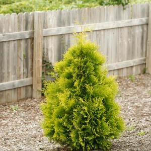 polar gold arborvitae, asheville arborvitae, wnc evergreens