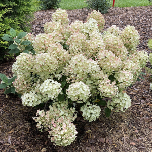 tiny quick fire hydrangea, sun hydrangea, asheville hydrangea