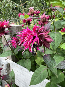 asheville native perennials, Raspberry wine monarda, wnc native plants, bee balm
