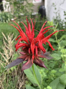 asheville native perennials, monarda, jacob cline bee balm, wnc native plants