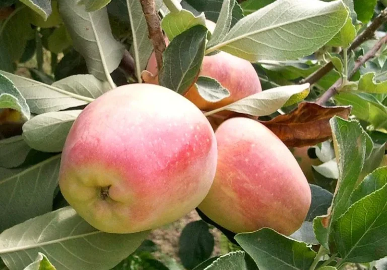 04fruittrees