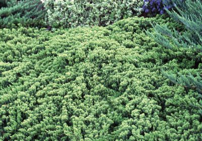 Blue Pacific Juniper