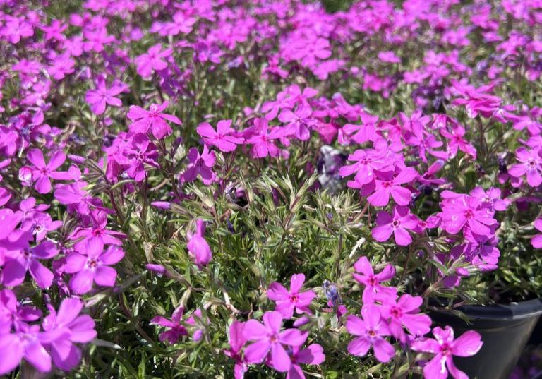 Drummonds Pink phlox