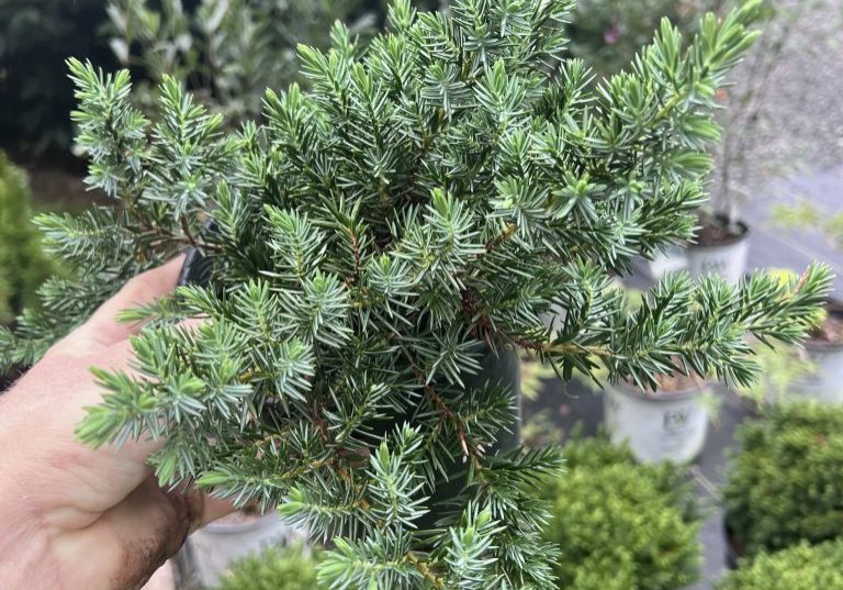 Procumbens Nana juniper