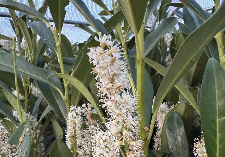 Blooming Skip Laurel