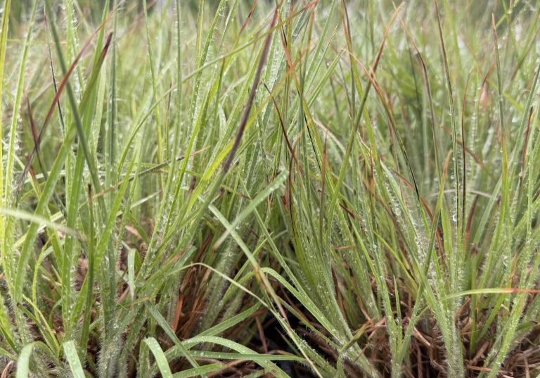 Ha Ha Tonka Little Bluestem