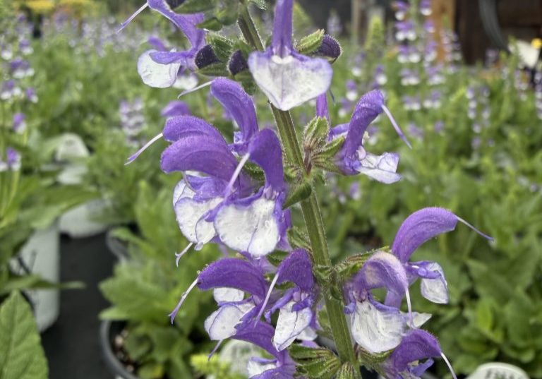 Azure Snow Salvia