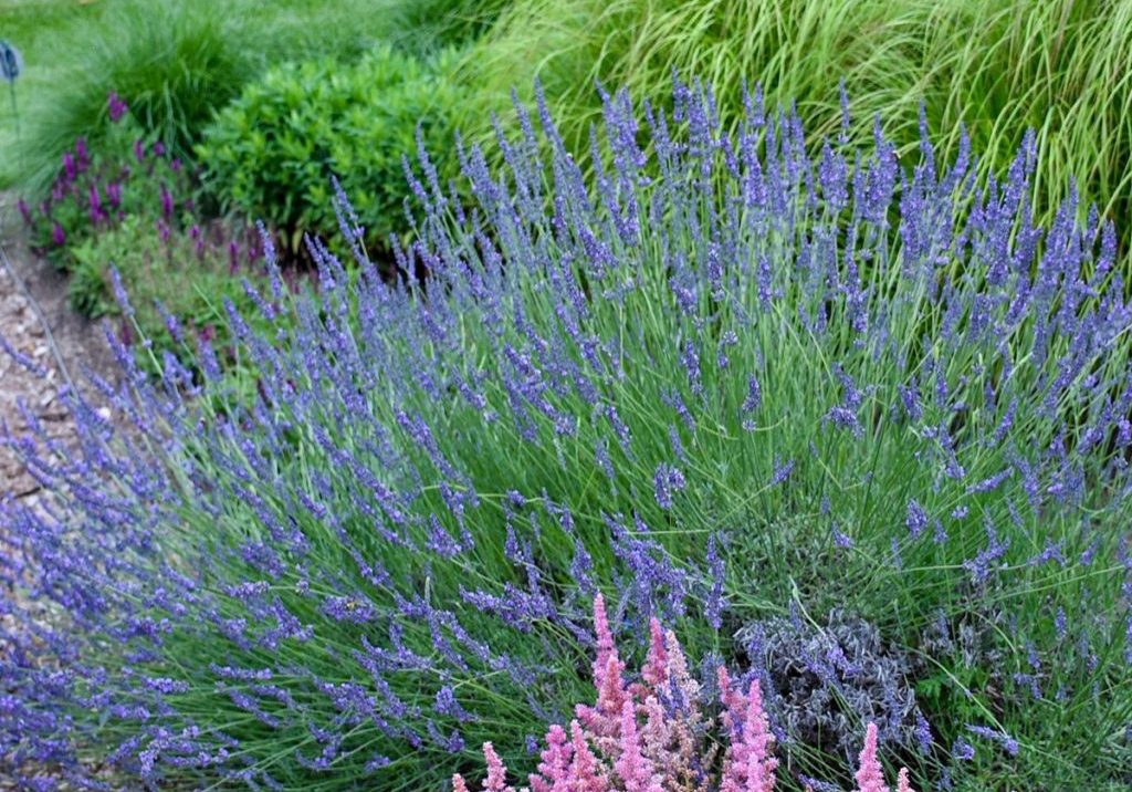 Phenomenal lavender