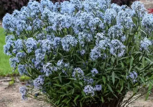 Storm Cloud bluestar