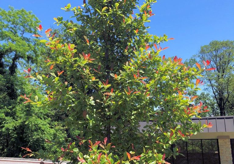 Wildfire Black Gum