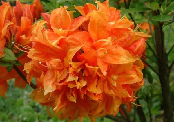 Gibraltar exbury azalea