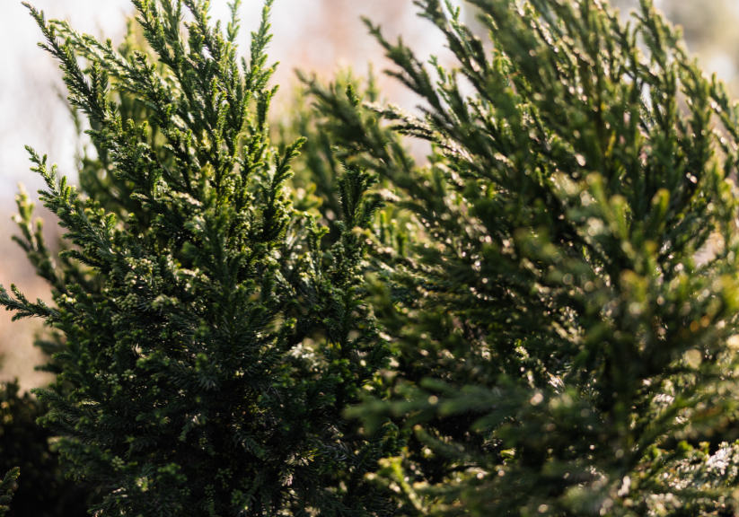 headerimage196-05
